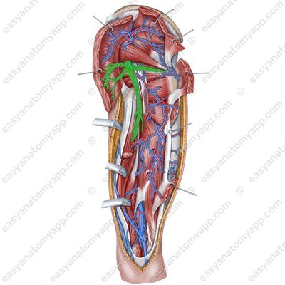 Inferior gluteal vein (v. gluteus inferior) – with the arteries of the same name